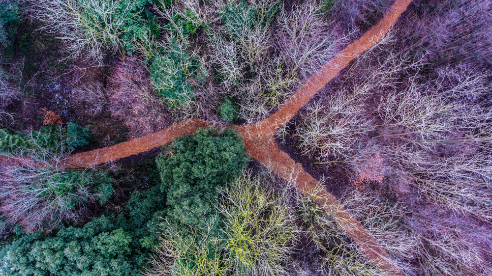 Image for Drone shot top down in a forest hero section